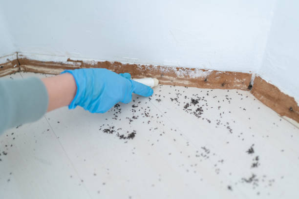 Best Termite Control Services  in Sun Village, CA